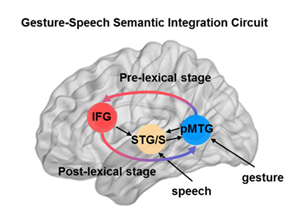The proposed two-stage integration circuit in semantic processing of gestures and speech