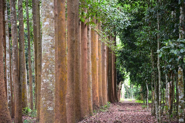 Researchers Develop Global Timber Tree Barcoding Library----Chinese ...