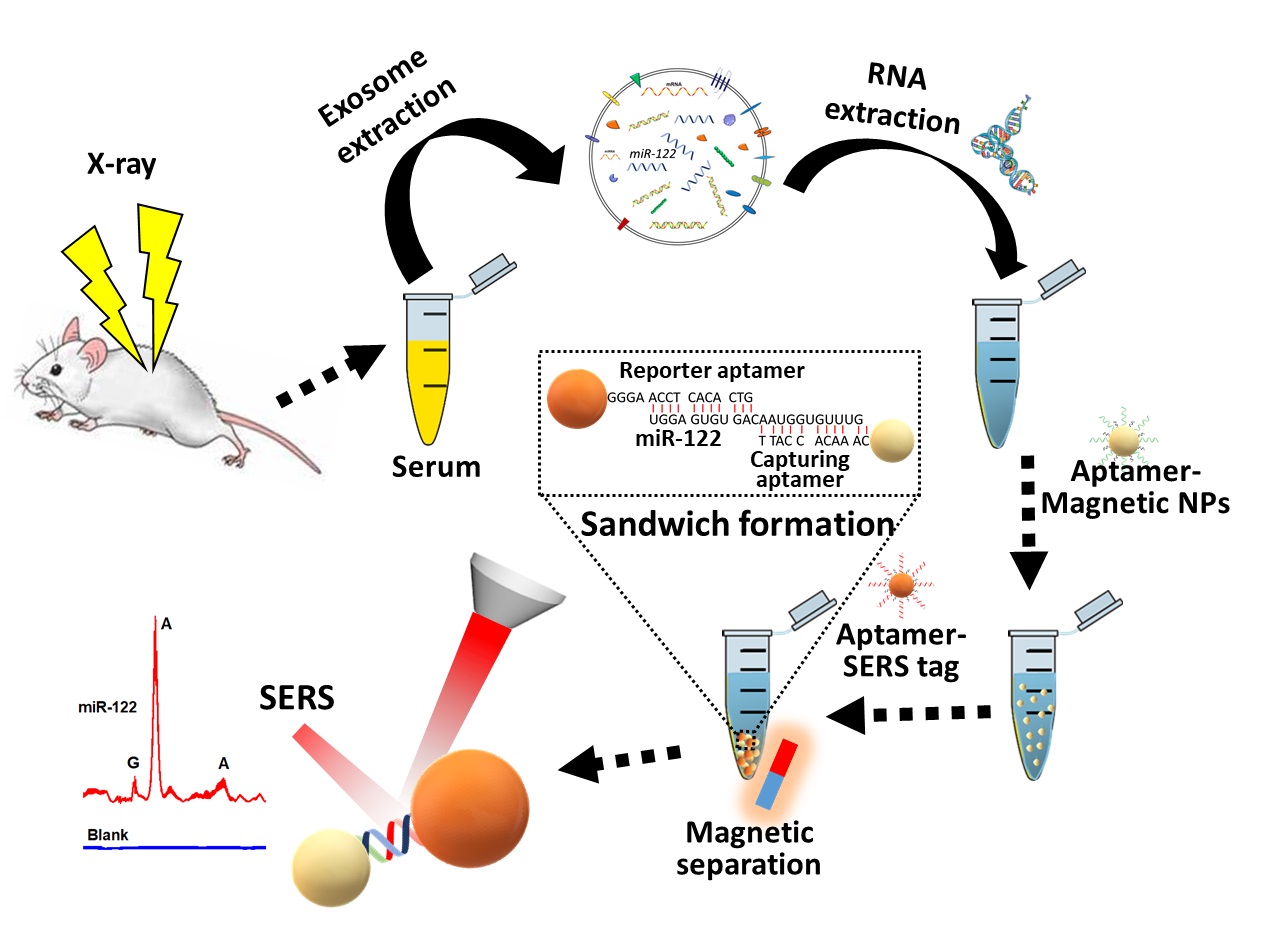 Novel Aptamer-SERS Detection Protocol to Detect Hepatic Inflammation Related MiR-122