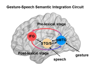 Researchers Reveal Dynamic Neurocircuit in Multimodal Semantic Processing