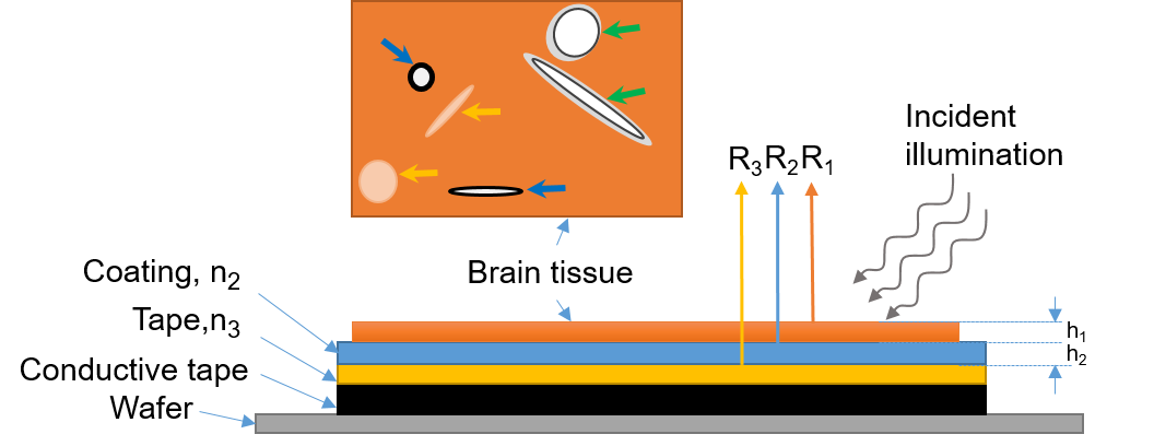Schematic diagram of the multi-layer reflection model and cellular structures in a brain tissue sample.png