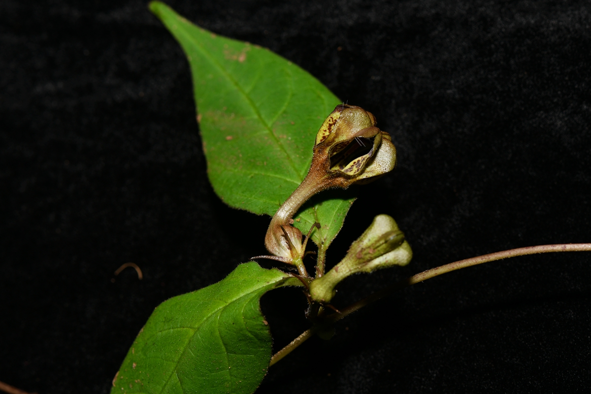 Ceropegia jilongensis.jpg