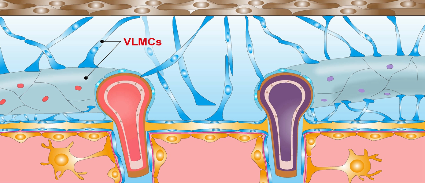 Graphical model showing the residence of VLMCs, fibroblast-like cells, in the subarachnoid space and the interface between subarachnoid and brain parenchyma