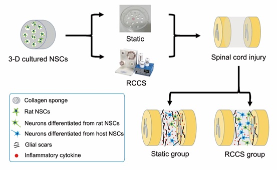 Schematic diagram of the 3D-cultured NSCs from RCCS or traditional static environment was implanted at the injury site in spinal cord injury animals