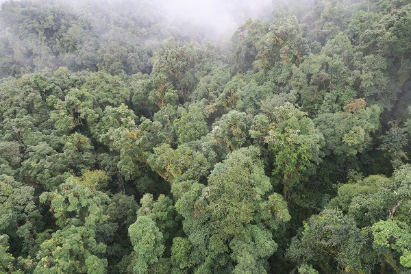 Montane cloud forest  in SW Yunnan.jpg