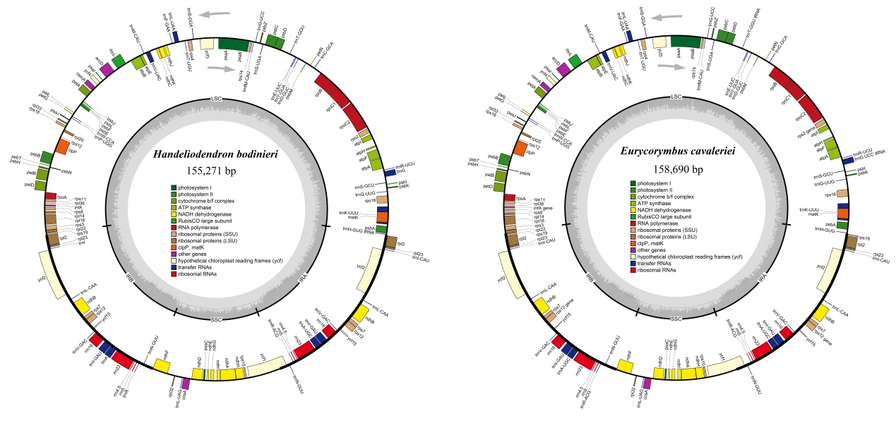 Circular gene map of chloroplast genomes of Handeliodendron bodinieri and Eurycorymbus cavaleriei (Image by YANG Jiaxin).jpg
