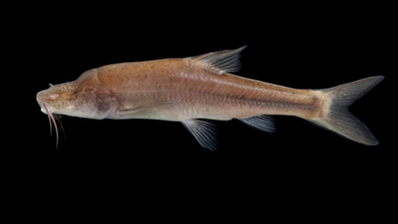 Cavefish