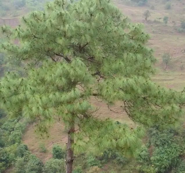 Yunnan pine.jpg