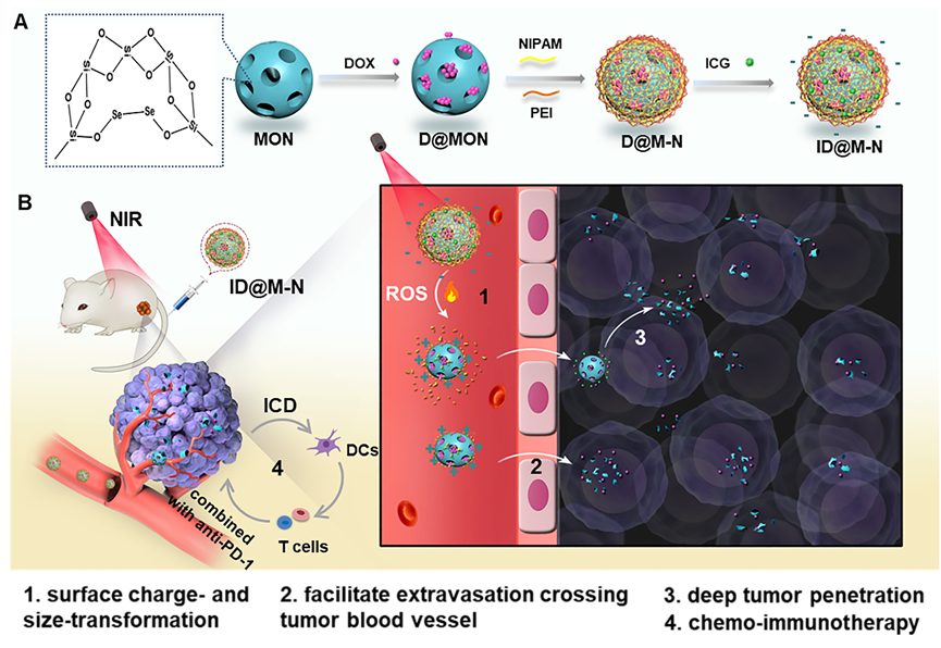 Nanoassemblies (ID@M-N) for NIR-triggered chemo-immunotherapy