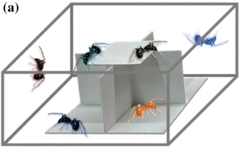 Six spiders resocialized in one container with cardboards to avoid lethal fighting.jpg
