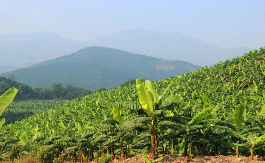 Banana plantation.jpg