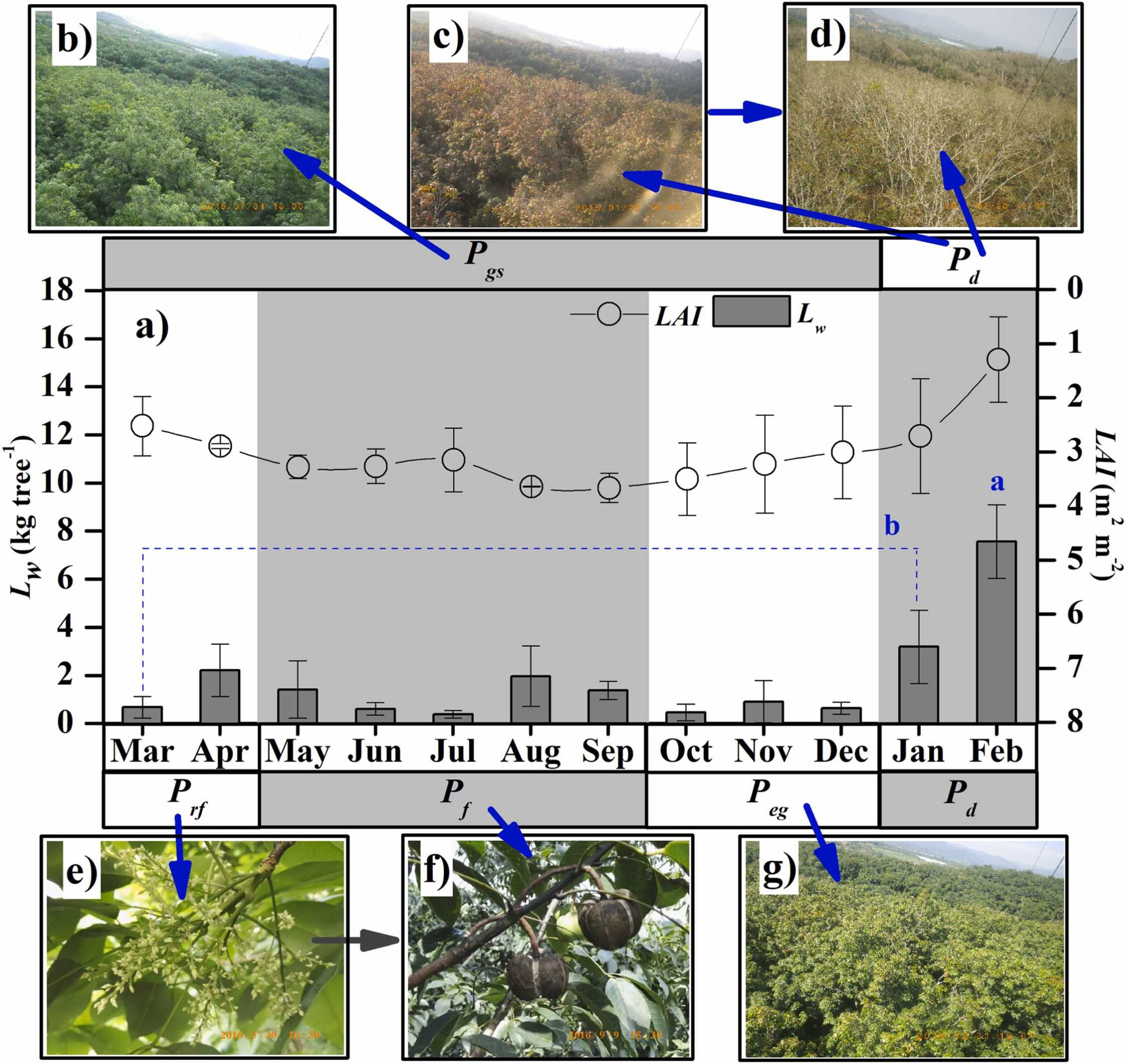 Annual variation of the phenology in rubber plantations..jpg