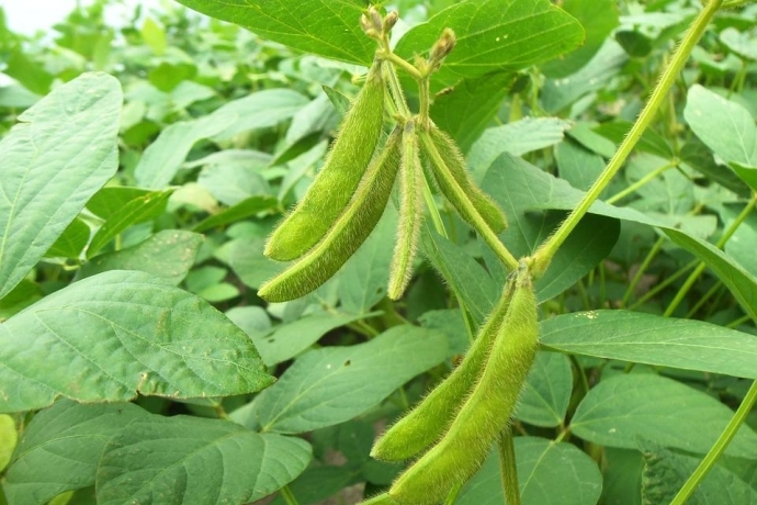soybean.jpg