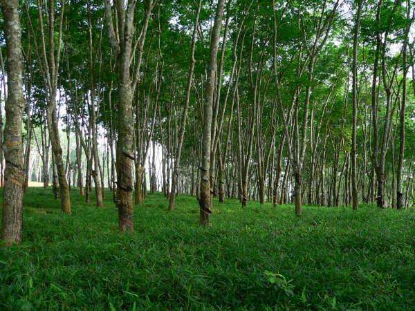 Rubber plantation in Xishuangbanna