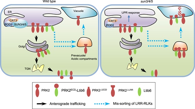 SUN3/4/5-POD1-CRT3 on the ER membrane guards the quality control of LRR-RKs