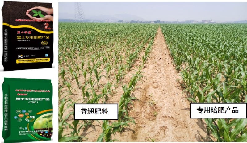 Researchers Develop Enhanced Efficiency Fertilizer for Corn Planting in Northeast China's Semi-arid Areas