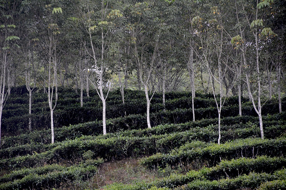 Rubber-tea agroforestry in Xishuangbanna.jpg
