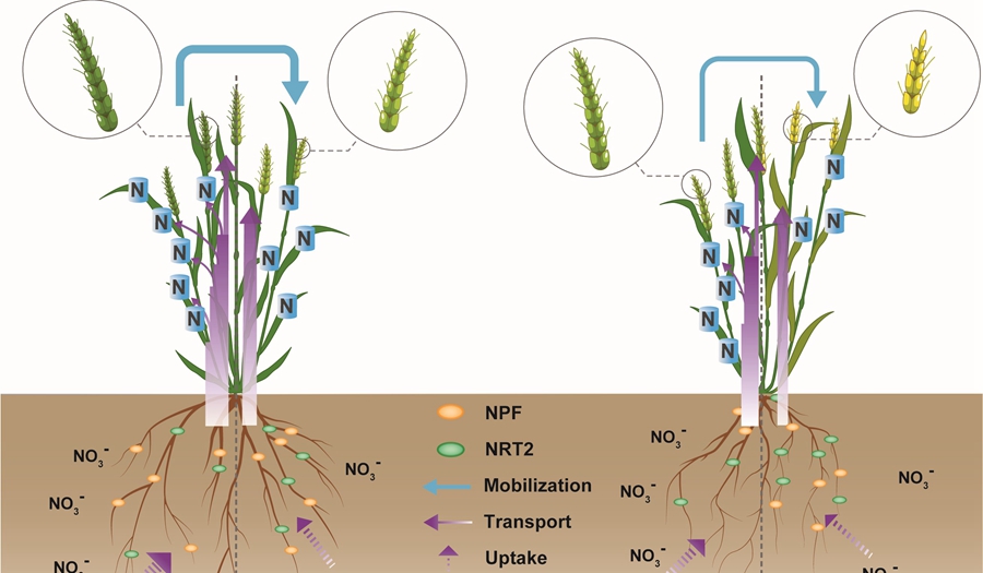 Model of the molecular mechanism underlying the high NUE of KN9204 and the effect of low nitrogen on the reproductive growth of the low-NUE wheat cultivar J411