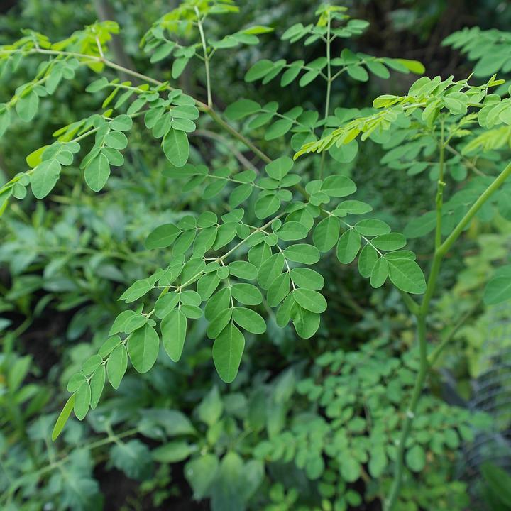 Researchers Reveal Potential Anti-aging Components of <EM>Moringa oleifera</EM> Leaf