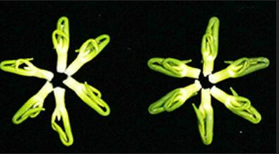 Alkaloids and Chlorophyll Biosynthesis in Lotus Plumule