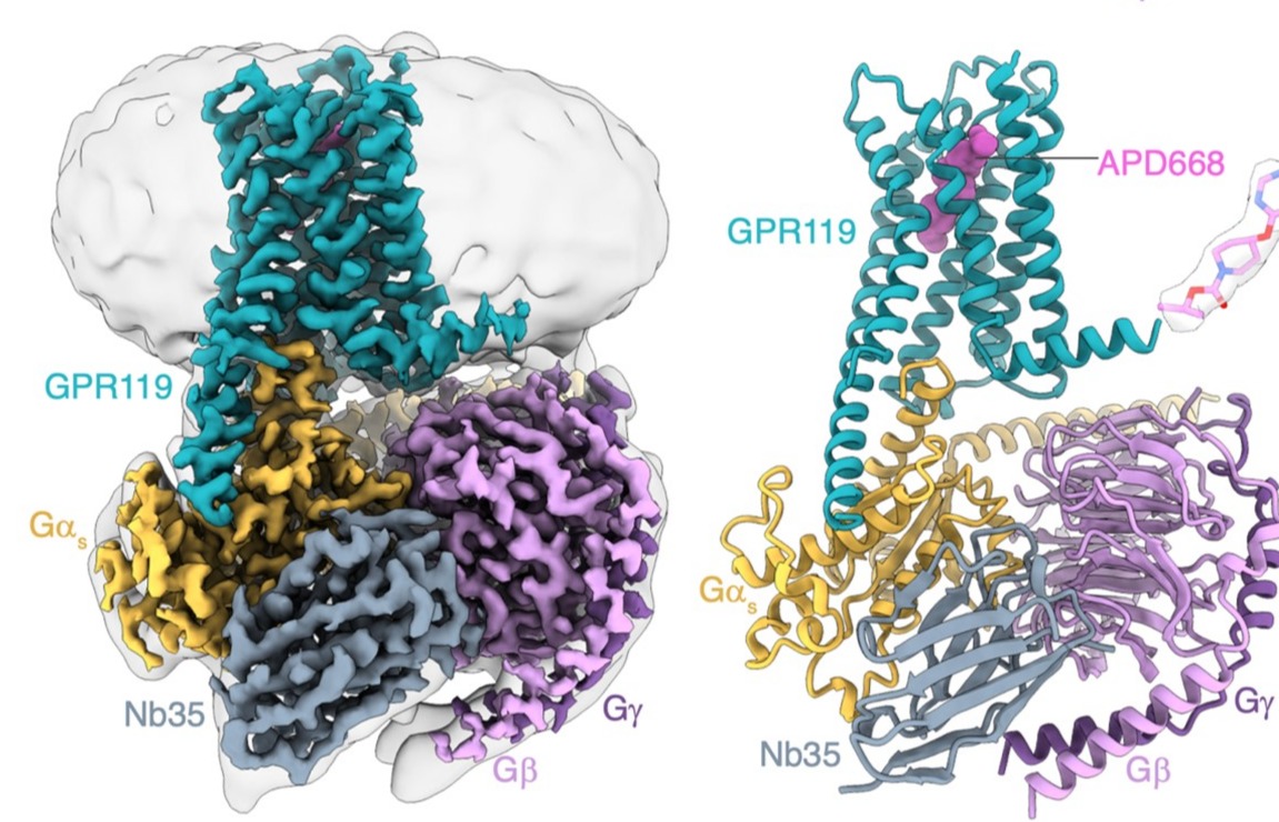 Identification of the LPC bound to GPR119–Gs complex by cryo-EM