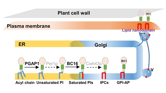 GPI O-acyltransferase regulates plant mechanics
