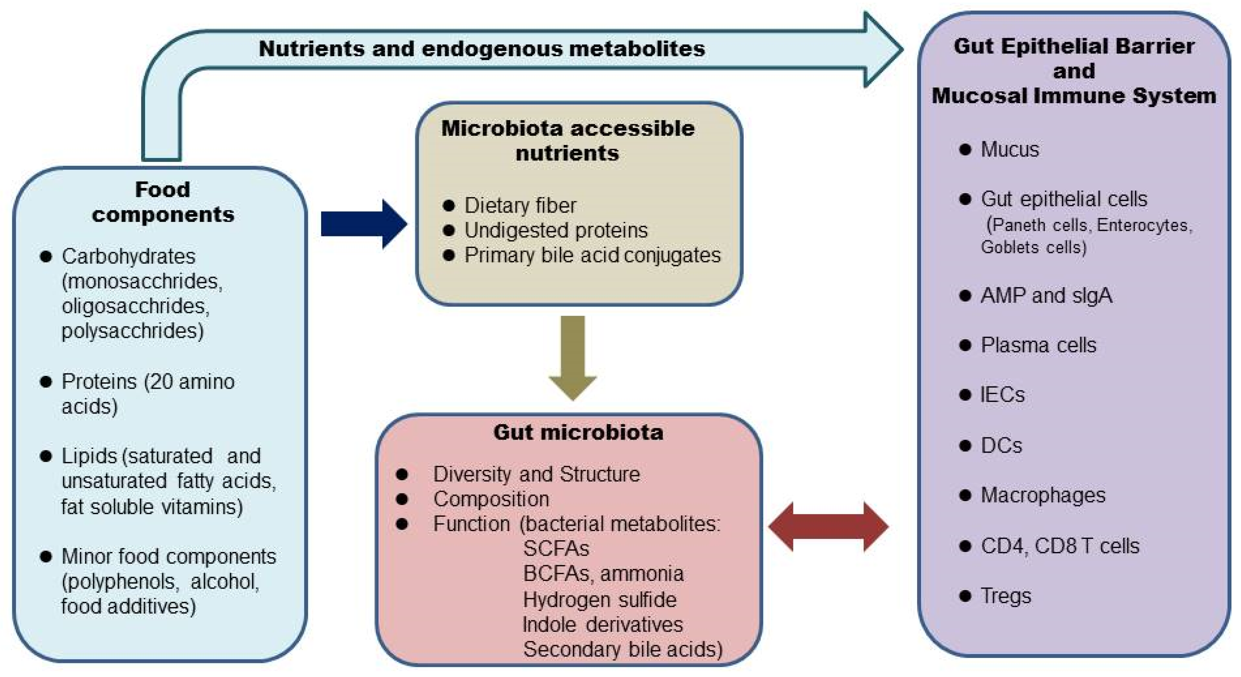 Influence of Foods and Nutrition on the gut microbiome