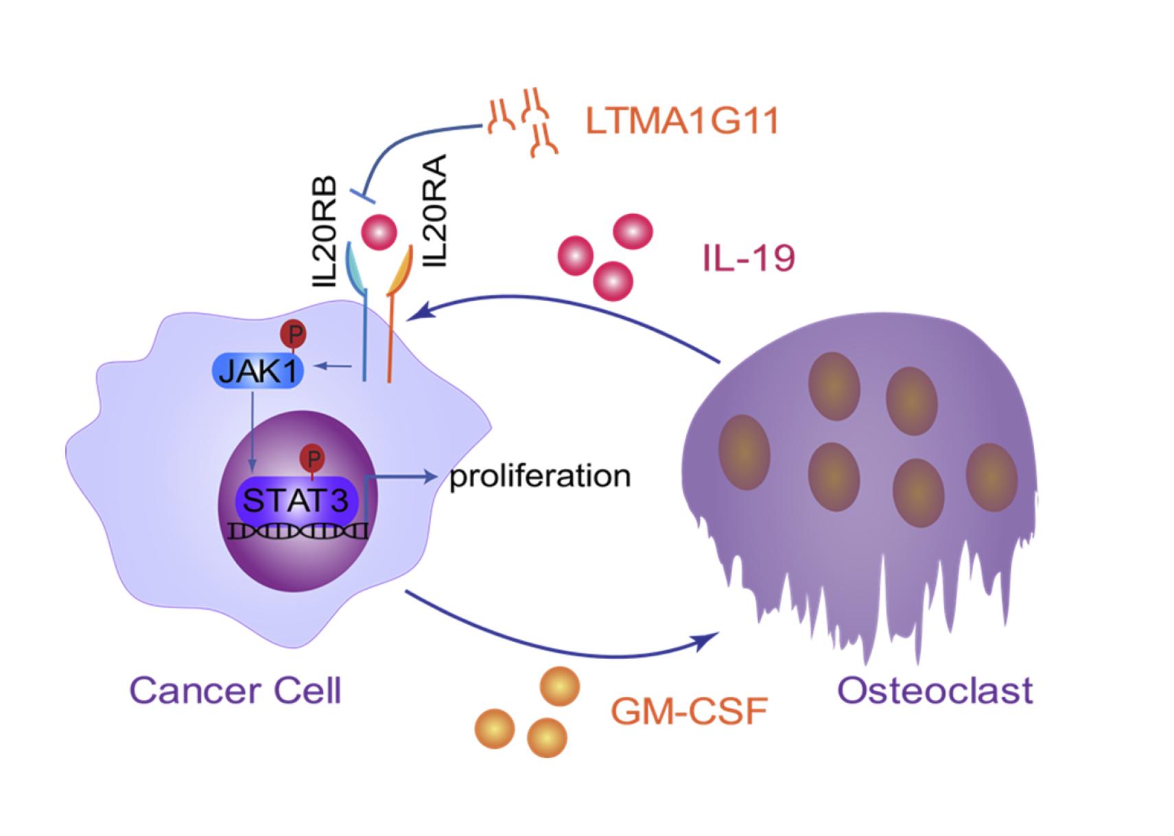 Researchers Reveal Mechanism of Direct Osteoclast-to-Tumor Stimulus for Lung Cancer Bone Metastasis