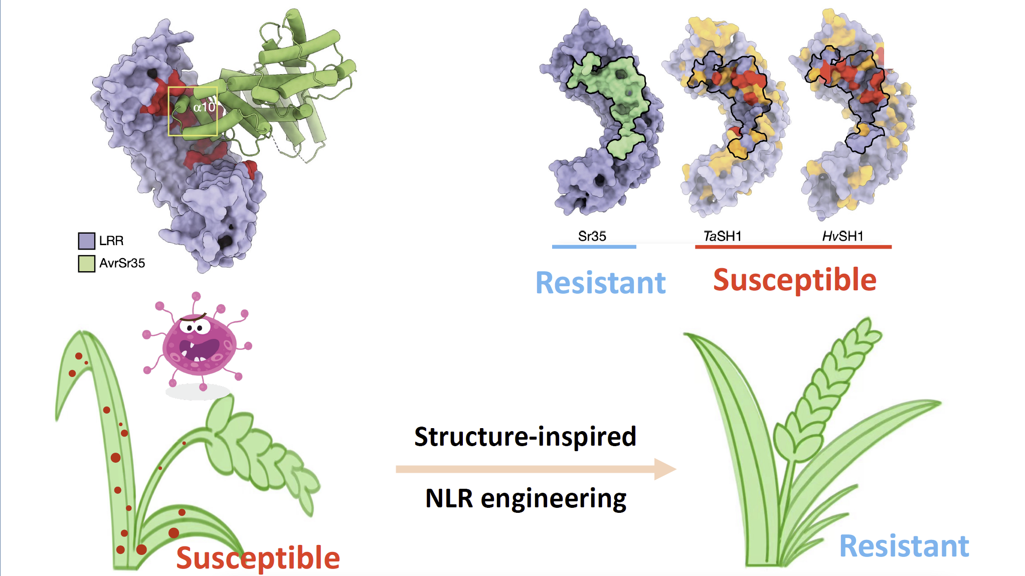 Molecular Mechanism of Wheat Sr35 Resistosome