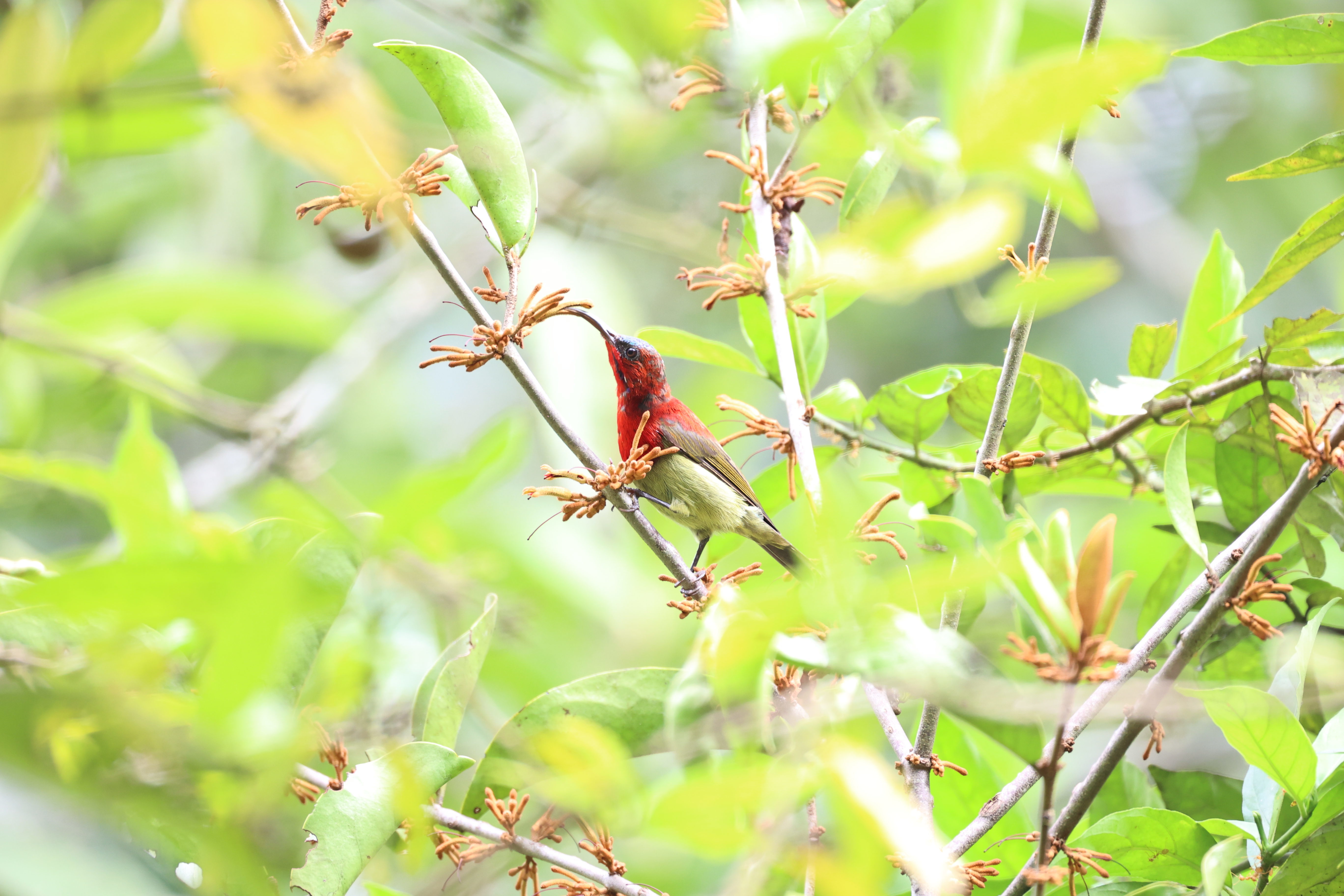A sunbird is visiting the mistletoe flowers..jpg