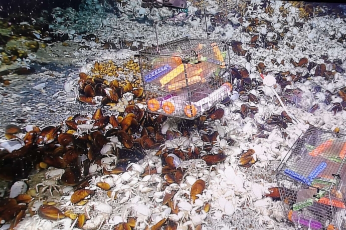 Oceanidesulfovibrio marinus CS1 cultured in a deep-sea cold seep.jpg