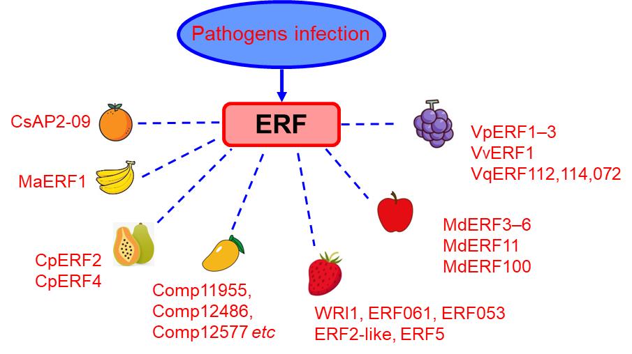 ERF factors functioning in pathogen response in various fleshy fruits