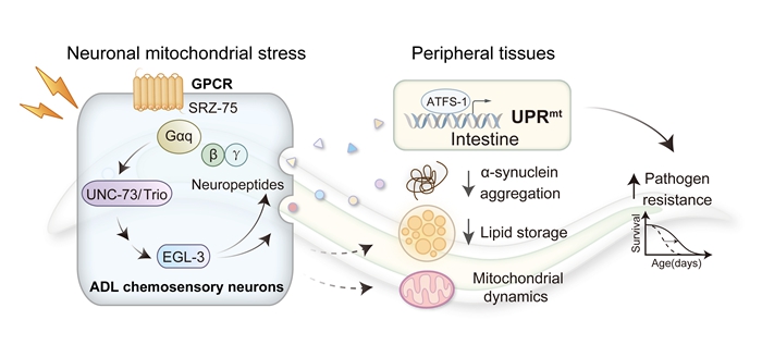 Model for ADL chemosensory neurons coordinating the systemic mitochondrial stress response via GPCR signaling