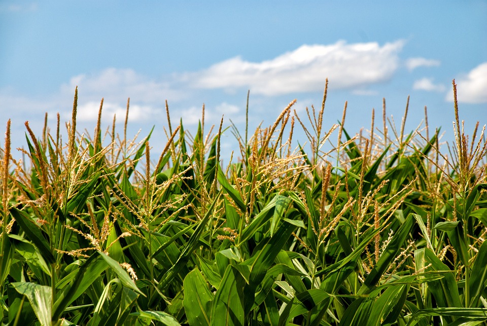 maize.jpg