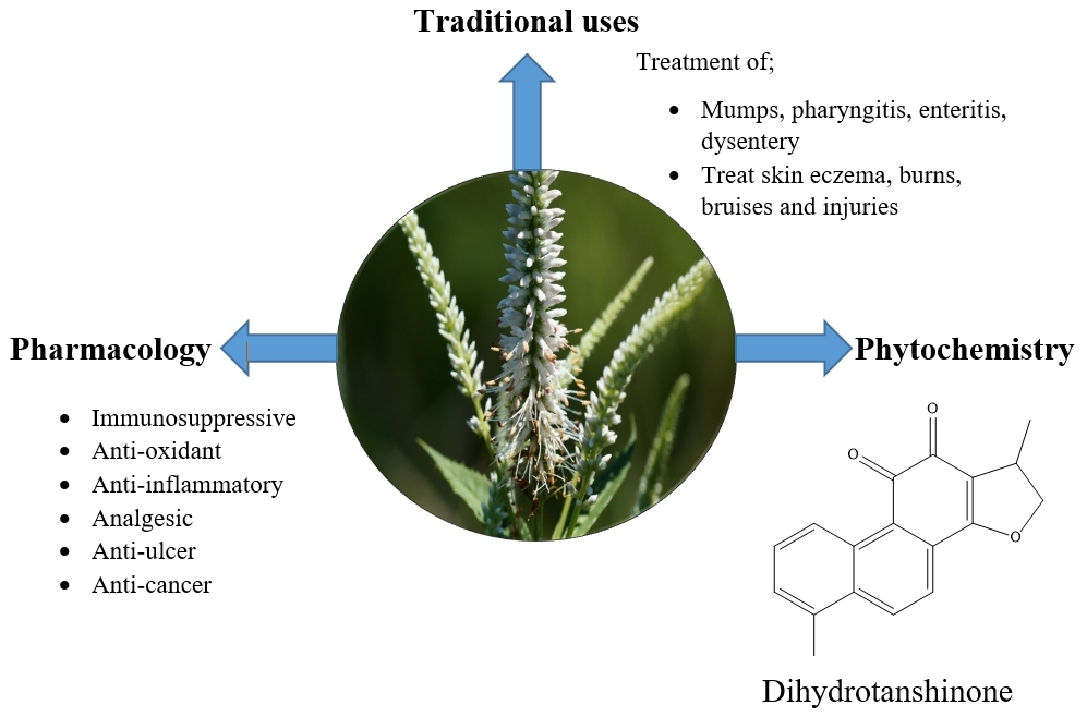 Research Figures the Ethnopharmacology the Genus Veronicastrum (Plantaginaceae)(Image by WBG).jpg