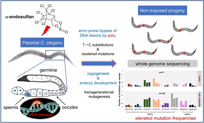 α-endosulfan elicits A:T→G:C substitutions in non-exposed offspring of C. elegans