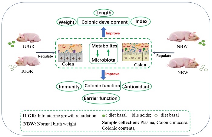 Schematic diagram of bile acid metabolism in normal birth weight (NBW) piglets and IUGR piglets.(Image by Yang Liu)