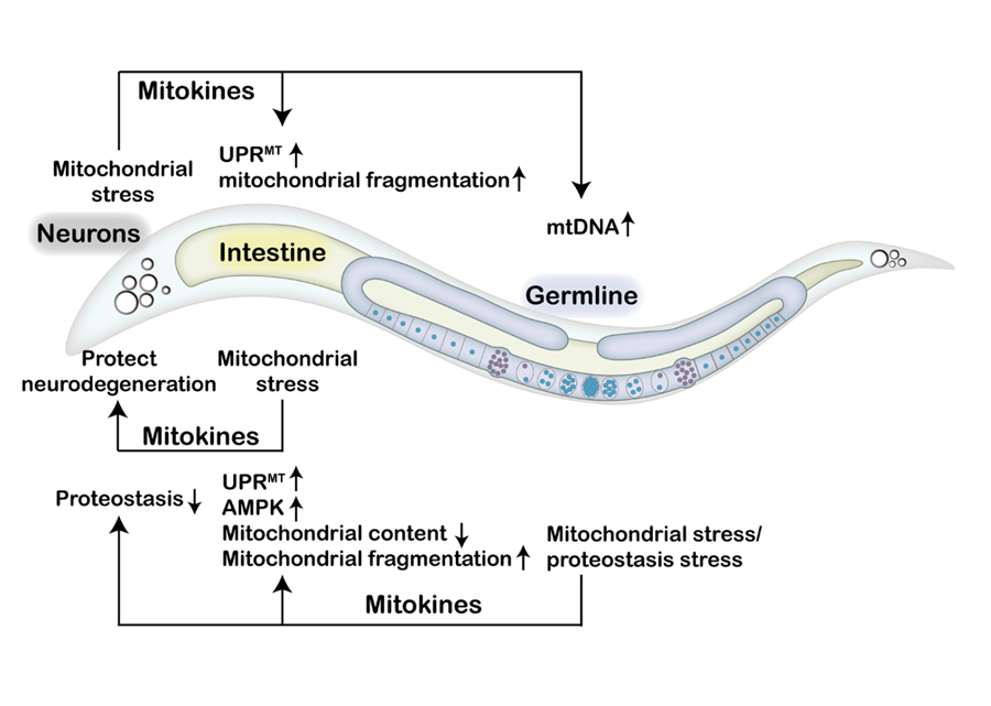 Mitokines coordinate inter-tissue communication of mitochondrial stress