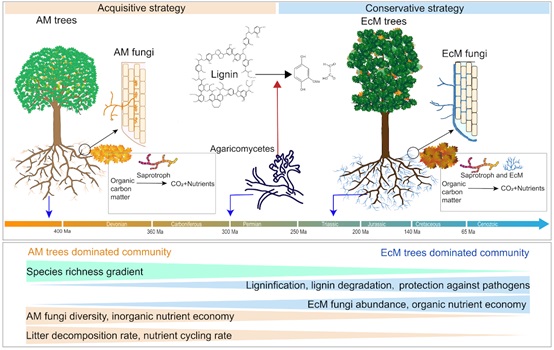 Changes in nutrient acquisition strategies and soil microbial communities