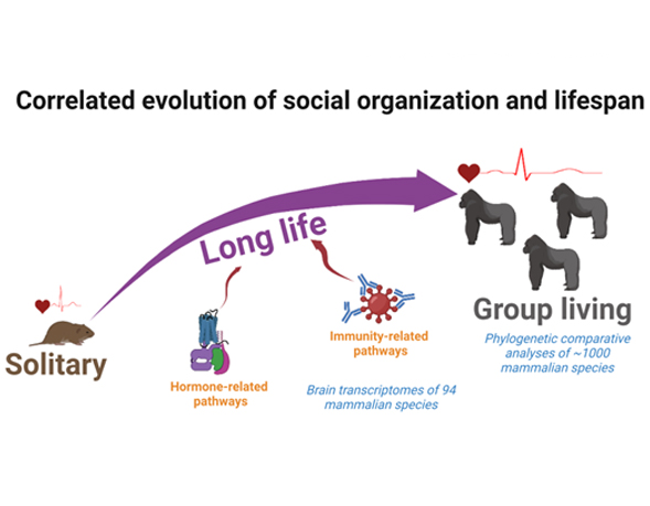 Highly Social Mammals Live Longer than Solitary Species