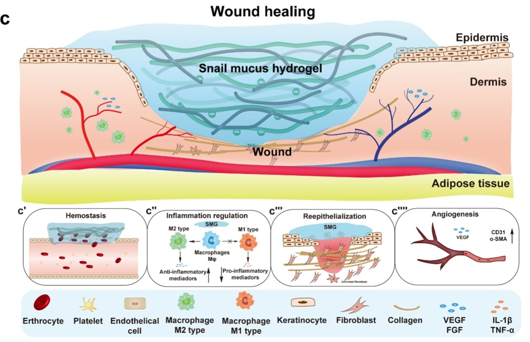 Schematic interpretation of the mechanism of d-SMG in wound healing