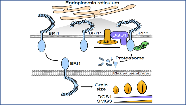 A model shows that ERAD-related E2–E3 enzyme pair SMG3 and DGS1 influence grain size by mediating the degradation of misfolded or incompletely folded BRI1