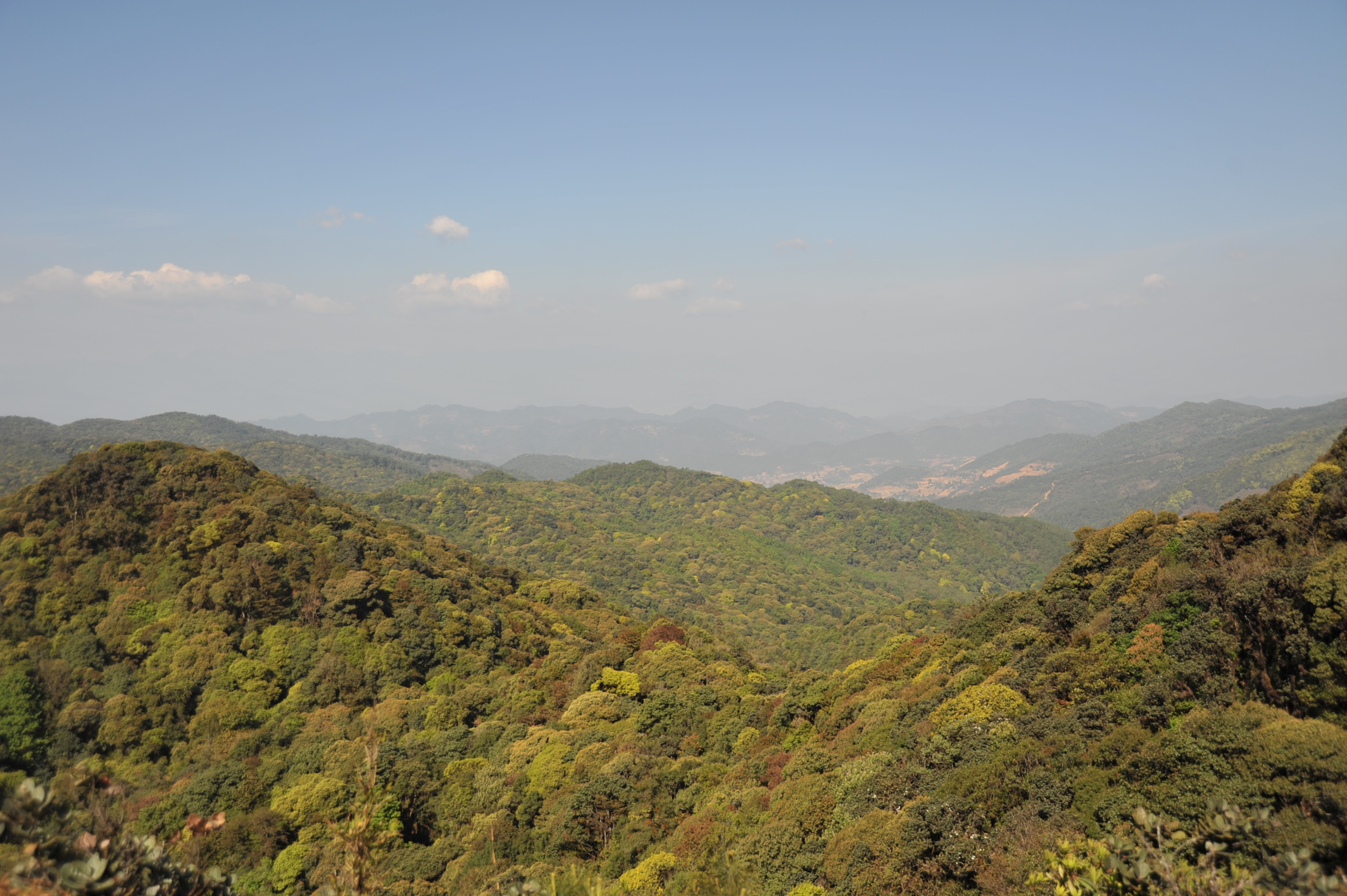 Evergreen broad-leaved forest of Ailao Mountains in Yunnan.jpg