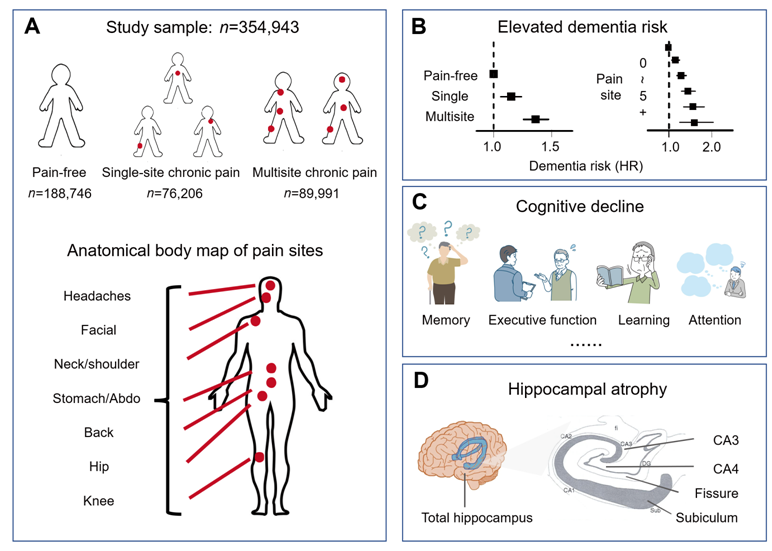 Elevated dementia risk, cognitive decline, and hippocampal atrophy in multisite chronic pain
