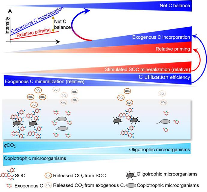 Conceptual diagram about microbial properties controlling soil priming and exogenous carbon incorporation, and consequently net carbon balance (Image by WBG).jpg