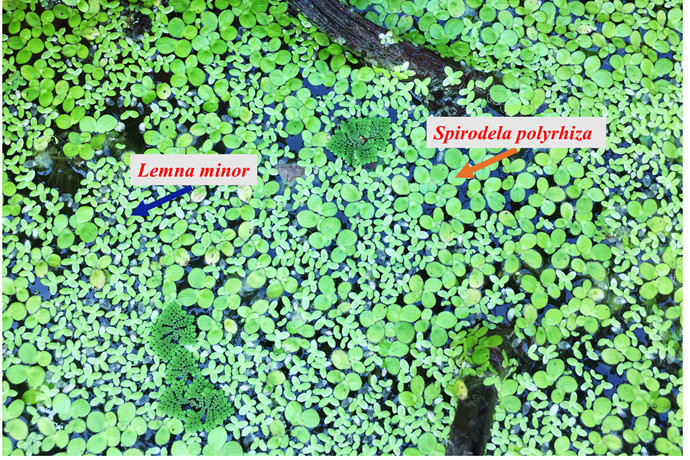 Metabolic Flexibility During Trophic Transition Reveals Phenotypic Plasticity of Greater Duckweed.jpg