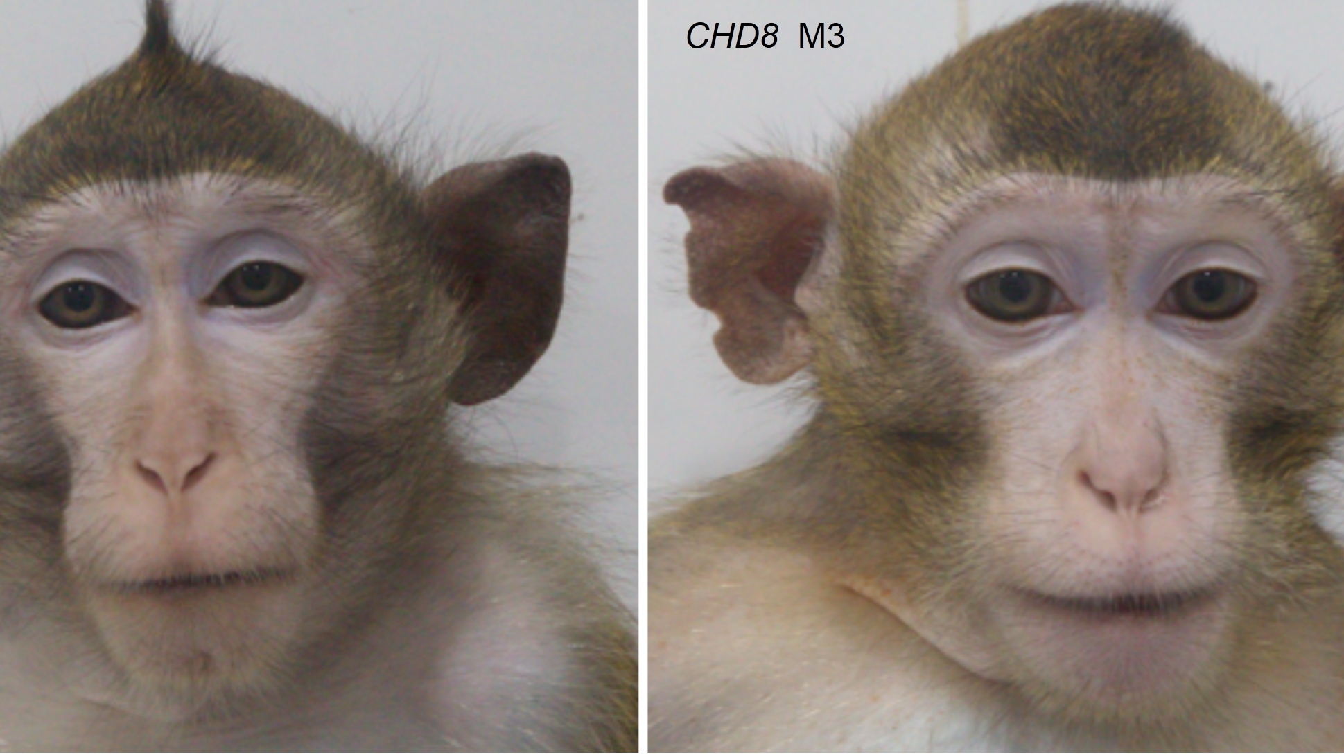 Macrocephaly in CHD8 mutant monkey M3