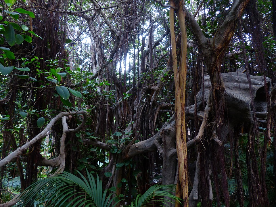 Research Finds Lianas Have Large Vessel Dimorphism