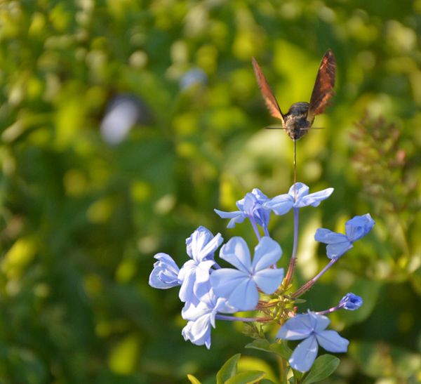 butterfly.jpg
