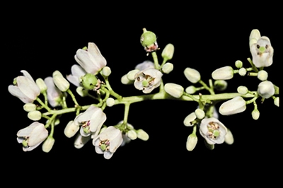 Flower of Toona ciliata .jpg